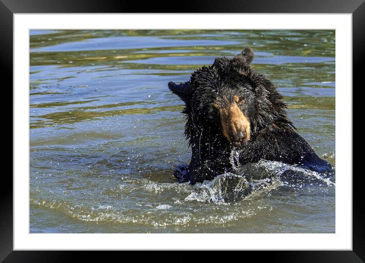 American Black Bear Splashing in Lake Framed Mounted Print by Arterra 