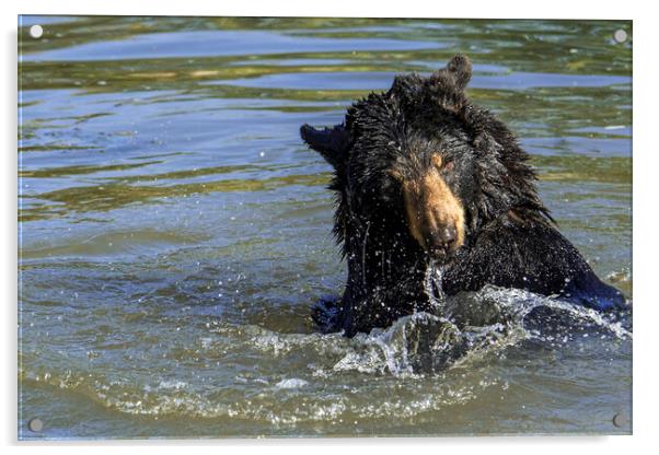 American Black Bear Splashing in Lake Acrylic by Arterra 