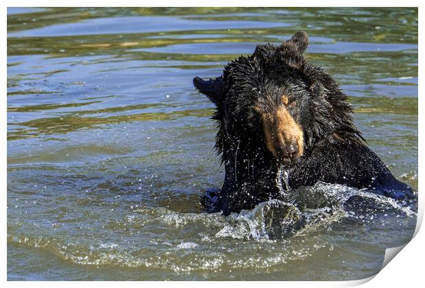 American Black Bear Splashing in Lake Print by Arterra 
