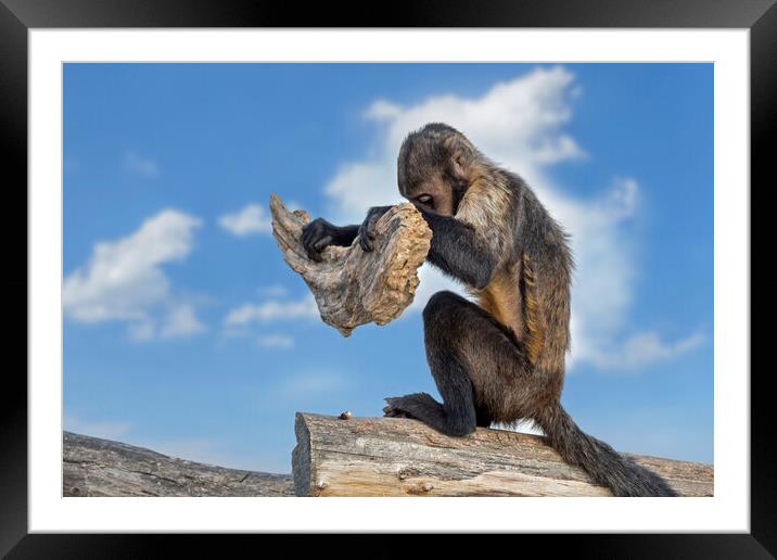 Monkey Crashing Nut Framed Mounted Print by Arterra 