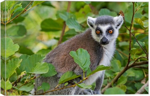 Ring-Tailed Lemur in Tree Canvas Print by Arterra 