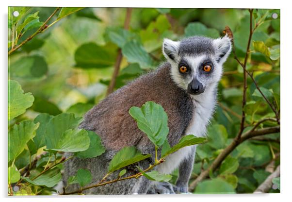 Ring-Tailed Lemur in Tree Acrylic by Arterra 