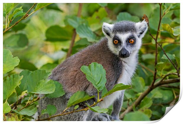 Ring-Tailed Lemur in Tree Print by Arterra 