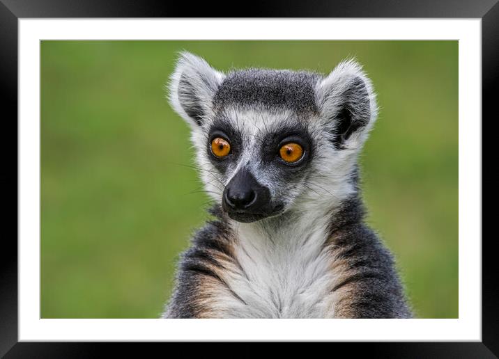 Ring-Tailed Lemur Portrait Framed Mounted Print by Arterra 