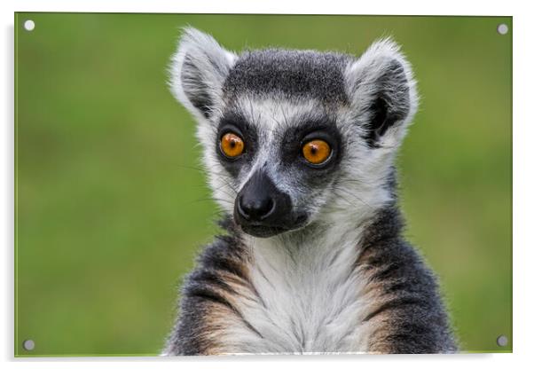 Ring-Tailed Lemur Portrait Acrylic by Arterra 
