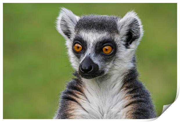 Ring-Tailed Lemur Portrait Print by Arterra 