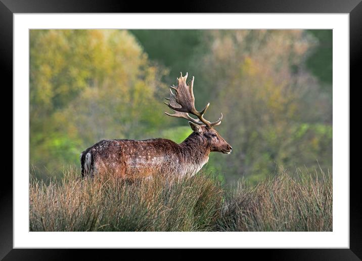 Fallow Deer in Autumn Woodland Framed Mounted Print by Arterra 