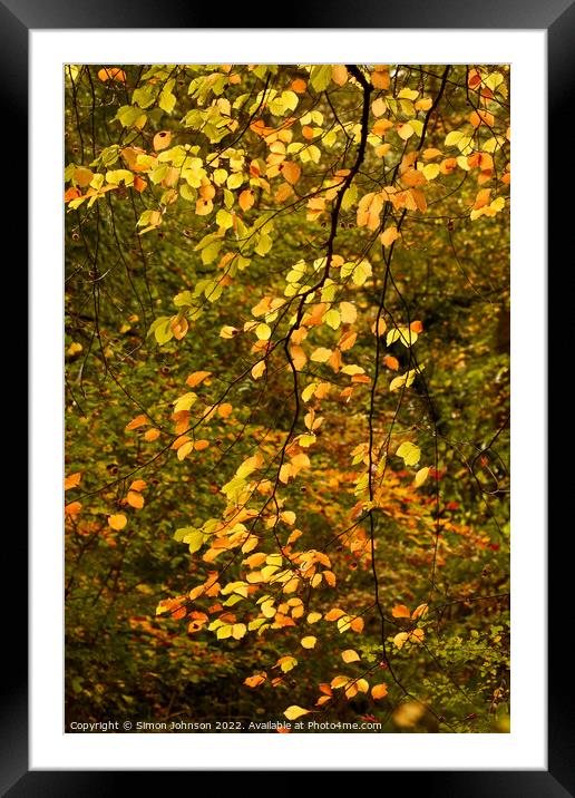 Sunlit Leaves  Framed Mounted Print by Simon Johnson