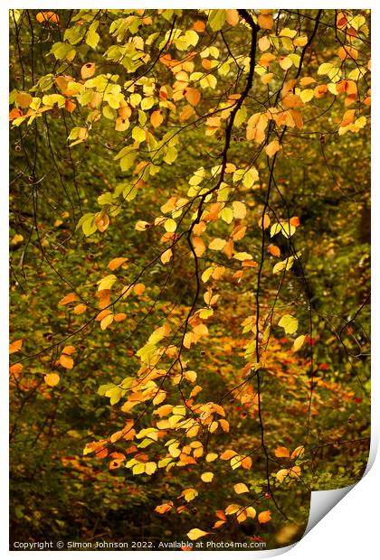 Sunlit Leaves  Print by Simon Johnson