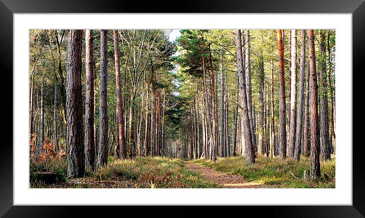 Pathway Through The Trees Framed Mounted Print by Louise Godwin
