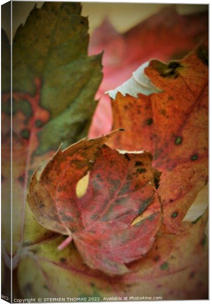 Maple Leaves  Canvas Print by STEPHEN THOMAS