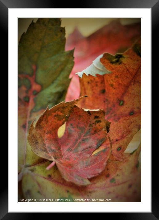 Maple Leaves  Framed Mounted Print by STEPHEN THOMAS