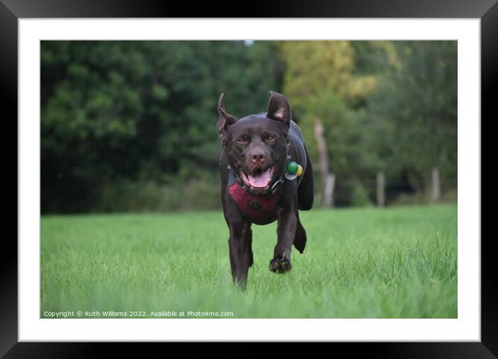 Chocolate Labrador Running Framed Mounted Print by Ruth Williams