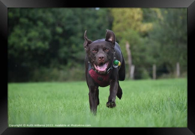 Chocolate Labrador Running Framed Print by Ruth Williams
