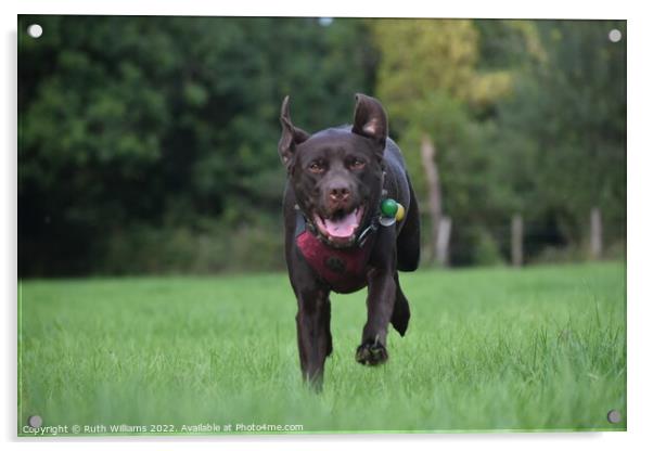 Chocolate Labrador Running Acrylic by Ruth Williams