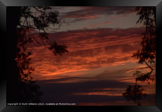 Firey Sunset with rees Framed Print by Ruth Williams