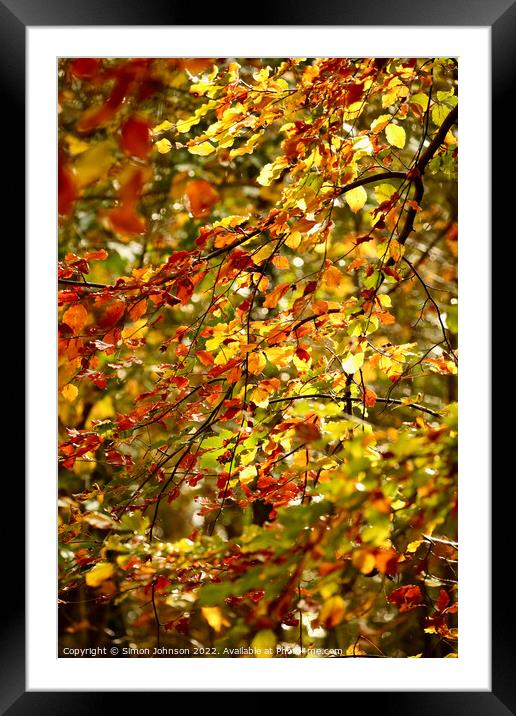 sunlit leaves  Framed Mounted Print by Simon Johnson