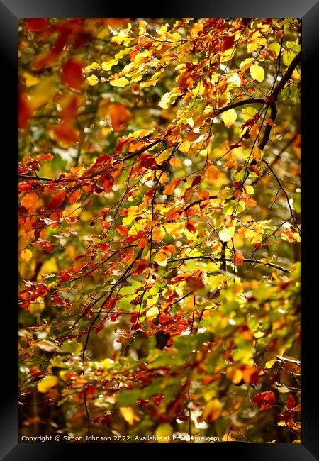 sunlit leaves  Framed Print by Simon Johnson