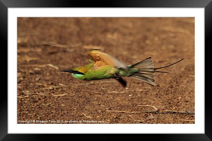 Green Bee-eater in flight Framed Mounted Print by Bhagwat Tavri