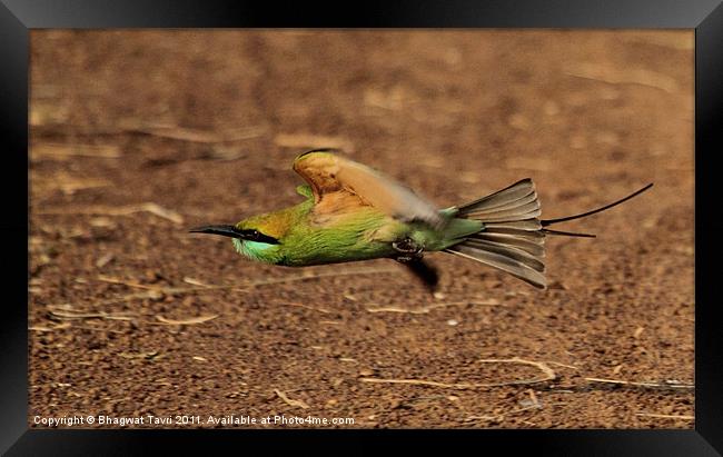 Green Bee-eater in flight Framed Print by Bhagwat Tavri