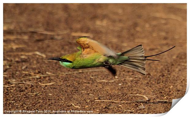Green Bee-eater in flight Print by Bhagwat Tavri