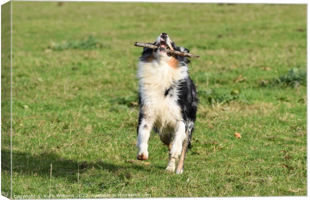 A Border Collie jumping in joy Canvas Print by Ruth Williams