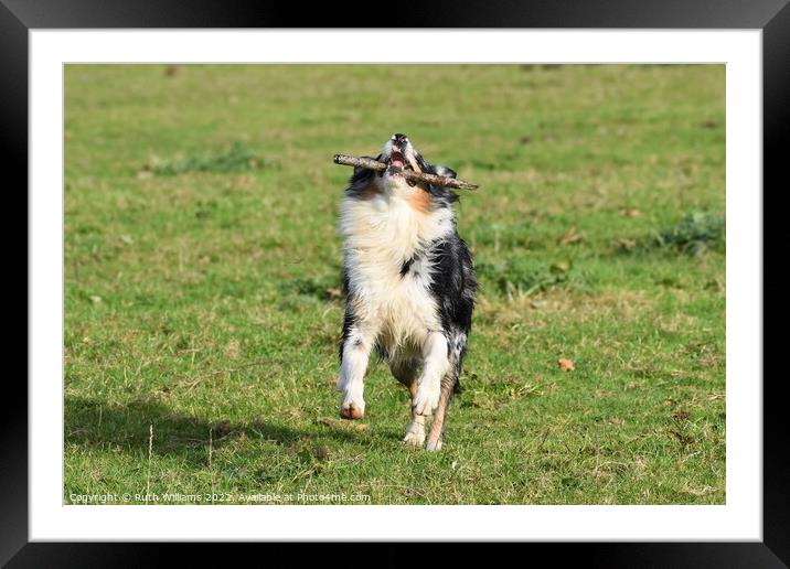 A Border Collie jumping in joy Framed Mounted Print by Ruth Williams