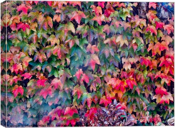Leaves on the garden wall Canvas Print by Stephanie Moore
