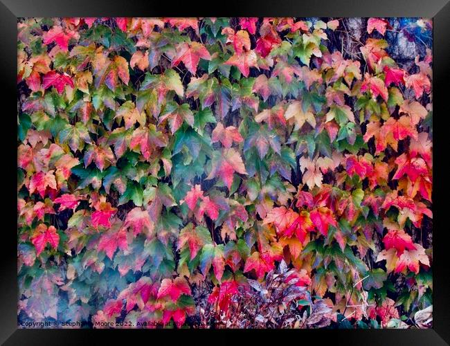 Leaves on the garden wall Framed Print by Stephanie Moore