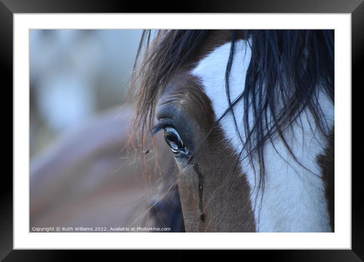 Blue Eyed Beauty Framed Mounted Print by Ruth Williams