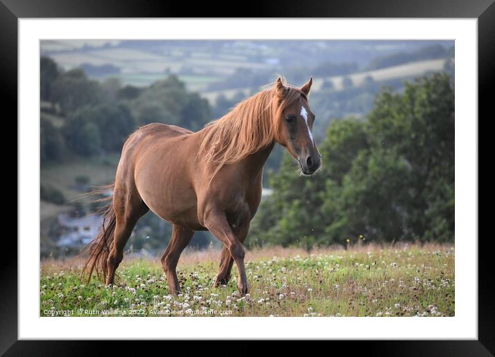 Chestnut Pony Trotting  Framed Mounted Print by Ruth Williams