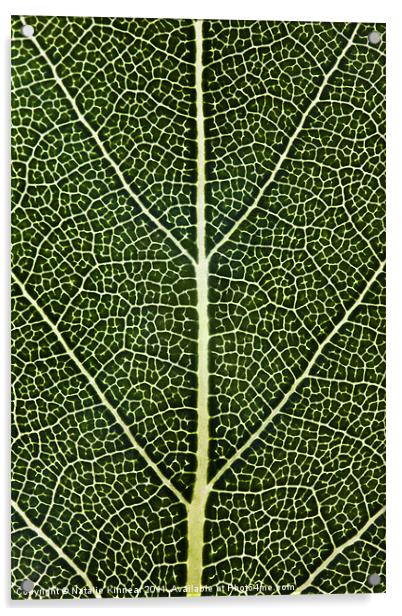 Leaf Lines II Acrylic by Natalie Kinnear