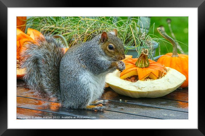 Halloween Grey Squirrel 1 Framed Mounted Print by Helkoryo Photography