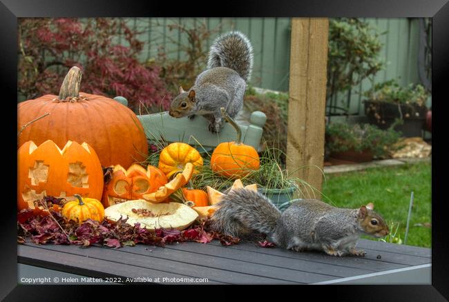 Halloween Grey Squirrel 2 Framed Print by Helkoryo Photography