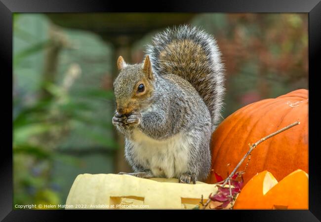 Spooky Squirrel Feast Framed Print by Helkoryo Photography