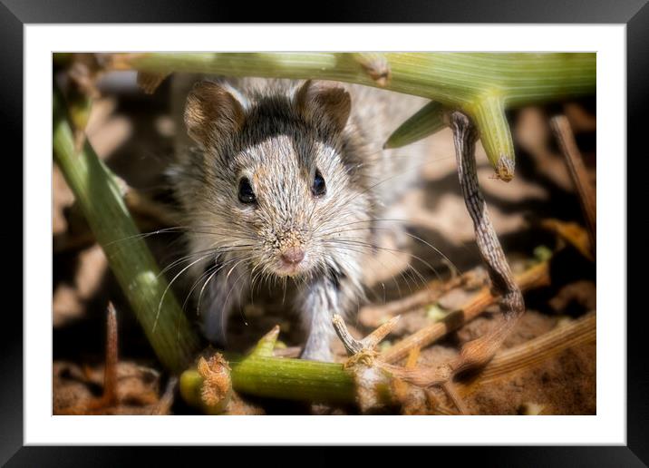 Desert Pygmy Mouse Framed Mounted Print by Belinda Greb