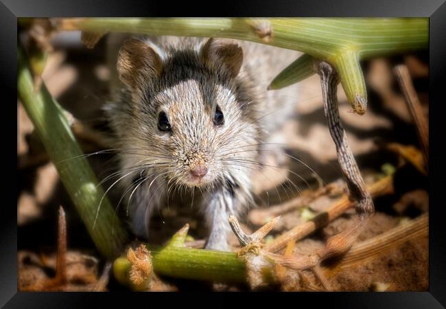 Desert Pygmy Mouse Framed Print by Belinda Greb