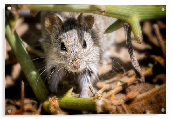 Desert Pygmy Mouse Acrylic by Belinda Greb