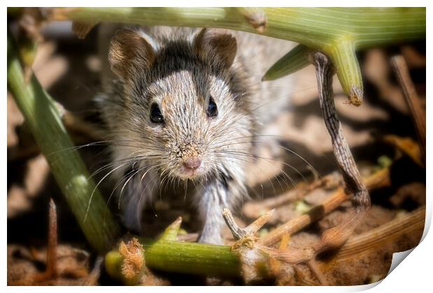 Desert Pygmy Mouse Print by Belinda Greb