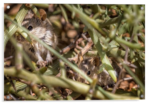 Desert Pygmy Mouse and Baby Acrylic by Belinda Greb