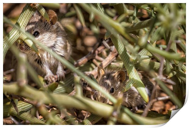 Desert Pygmy Mouse and Baby Print by Belinda Greb