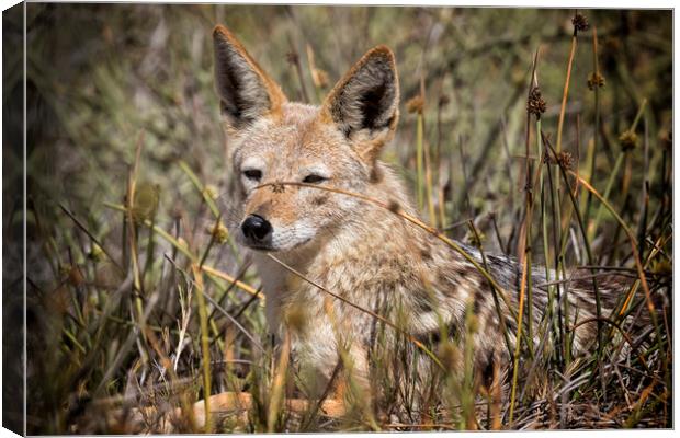 Black-backed Jackal Laying in Long Grass Canvas Print by Belinda Greb