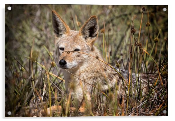 Black-backed Jackal Laying in Long Grass Acrylic by Belinda Greb