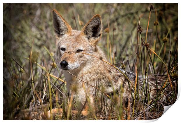 Black-backed Jackal Laying in Long Grass Print by Belinda Greb