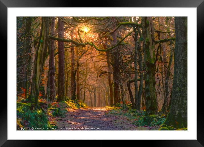 Padley Gorge Evening sun Framed Mounted Print by Alison Chambers