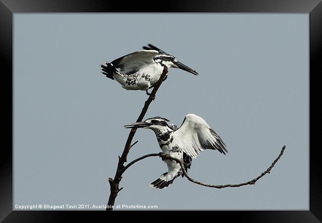 Pied Kingfisher in a pair Framed Print by Bhagwat Tavri