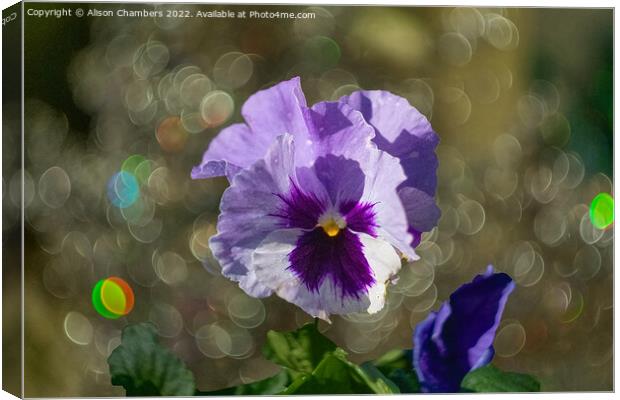 Pansy Flower Canvas Print by Alison Chambers