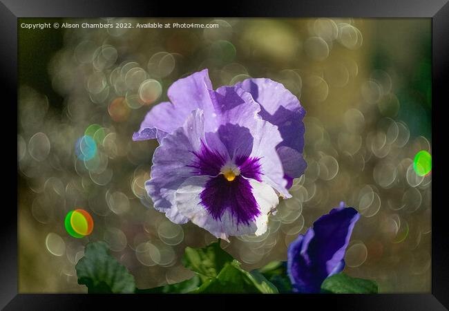 Pansy Flower Framed Print by Alison Chambers