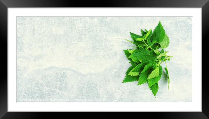 Fresh nettle leaves,herbal medicine and homeopathy Framed Mounted Print by Mykola Lunov Mykola