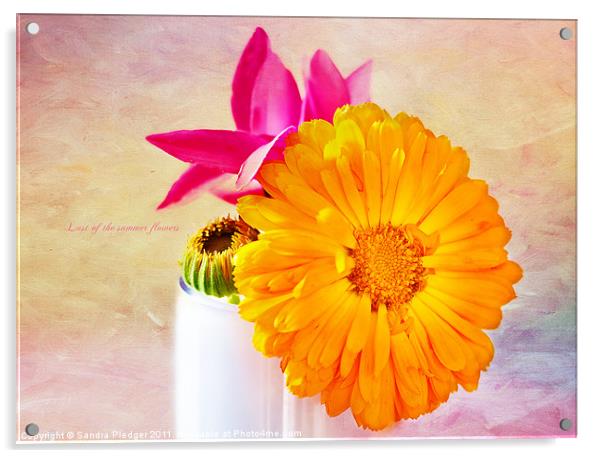 Last of the summer flowers Acrylic by Sandra Pledger
